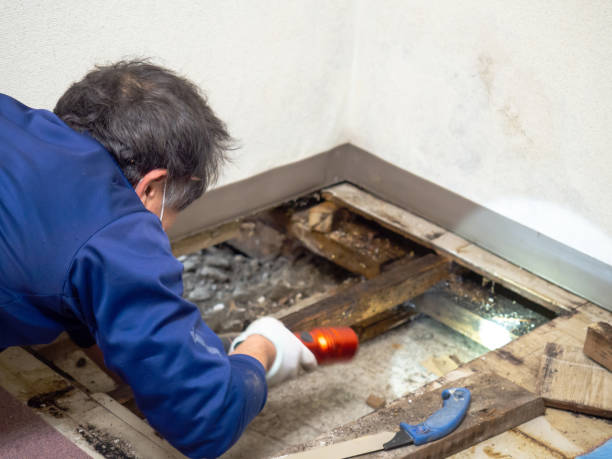 Best Office Mold Removal Services  in Wamac, IL