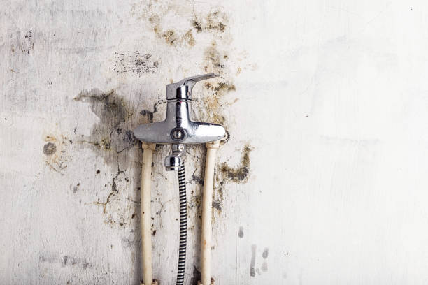 Best Fast Mold Removal  in Wamac, IL