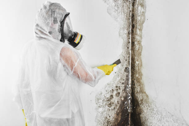 Best Fast Mold Removal  in Wamac, IL
