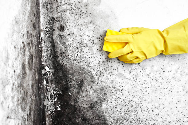 Best Home Mold Removal  in Wamac, IL
