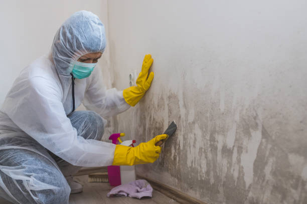 Professional Mold Removal in Wamac, IL