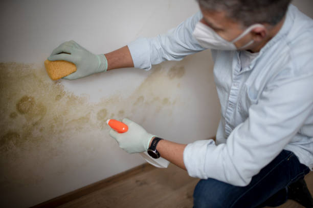 Best Black Mold Removal  in Wamac, IL