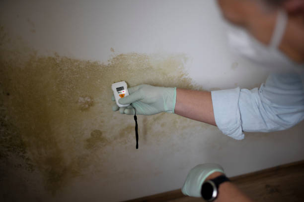 Best Attic Mold Removal  in Wamac, IL