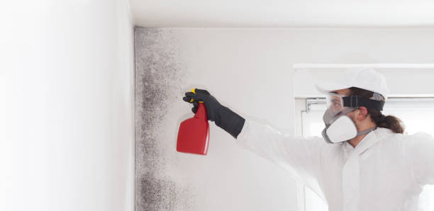 Best Mold Cleaning Services  in Wamac, IL