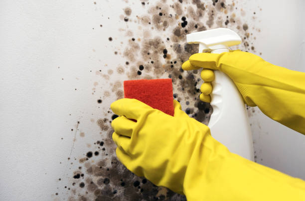 Best Certified Mold Removal  in Wamac, IL