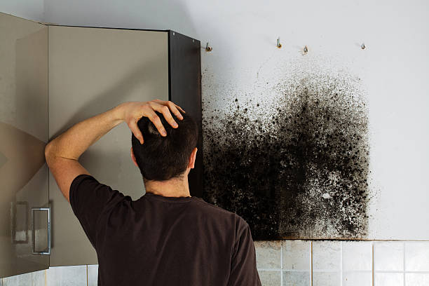 Best Professional Mold Removal  in Wamac, IL