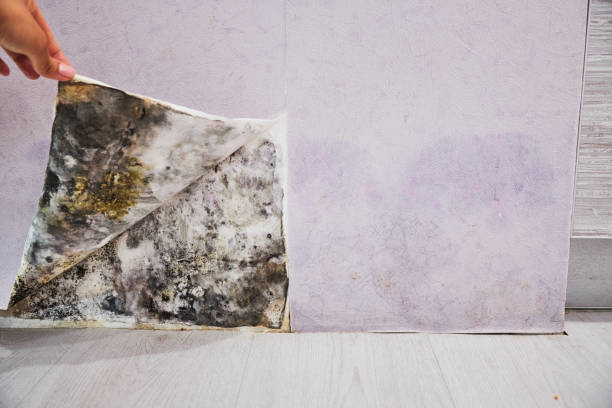 Best Local Mold Removal Service  in Wamac, IL